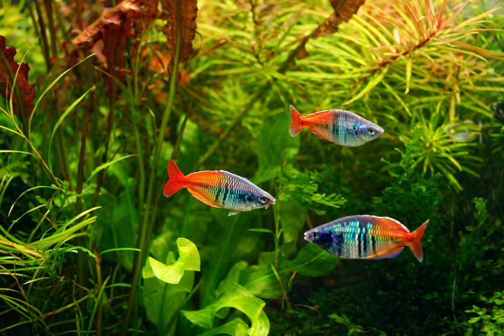 30-Minute Aquascaping/Terrarium/Paludarium Consultation, (Follow-Up or Quick 1:1 Audit).