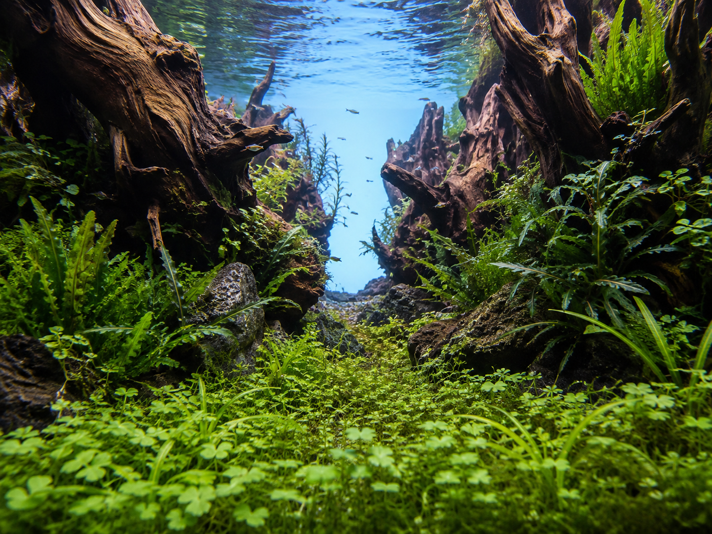 The Foreground Encyclopedia - The Complete Guide to Carpeting and Foreground Aquarium Plants (FREE)