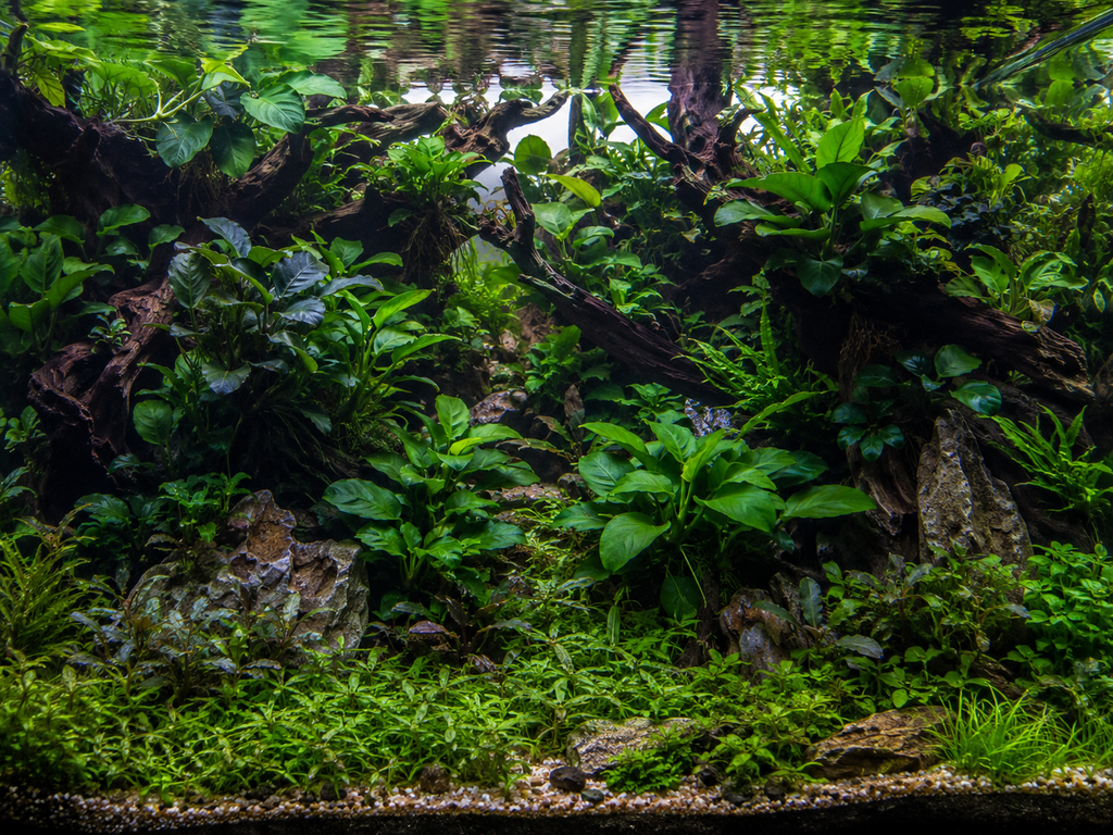 The Foreground Encyclopedia - The Complete Guide to Carpeting and Foreground Aquarium Plants (FREE)