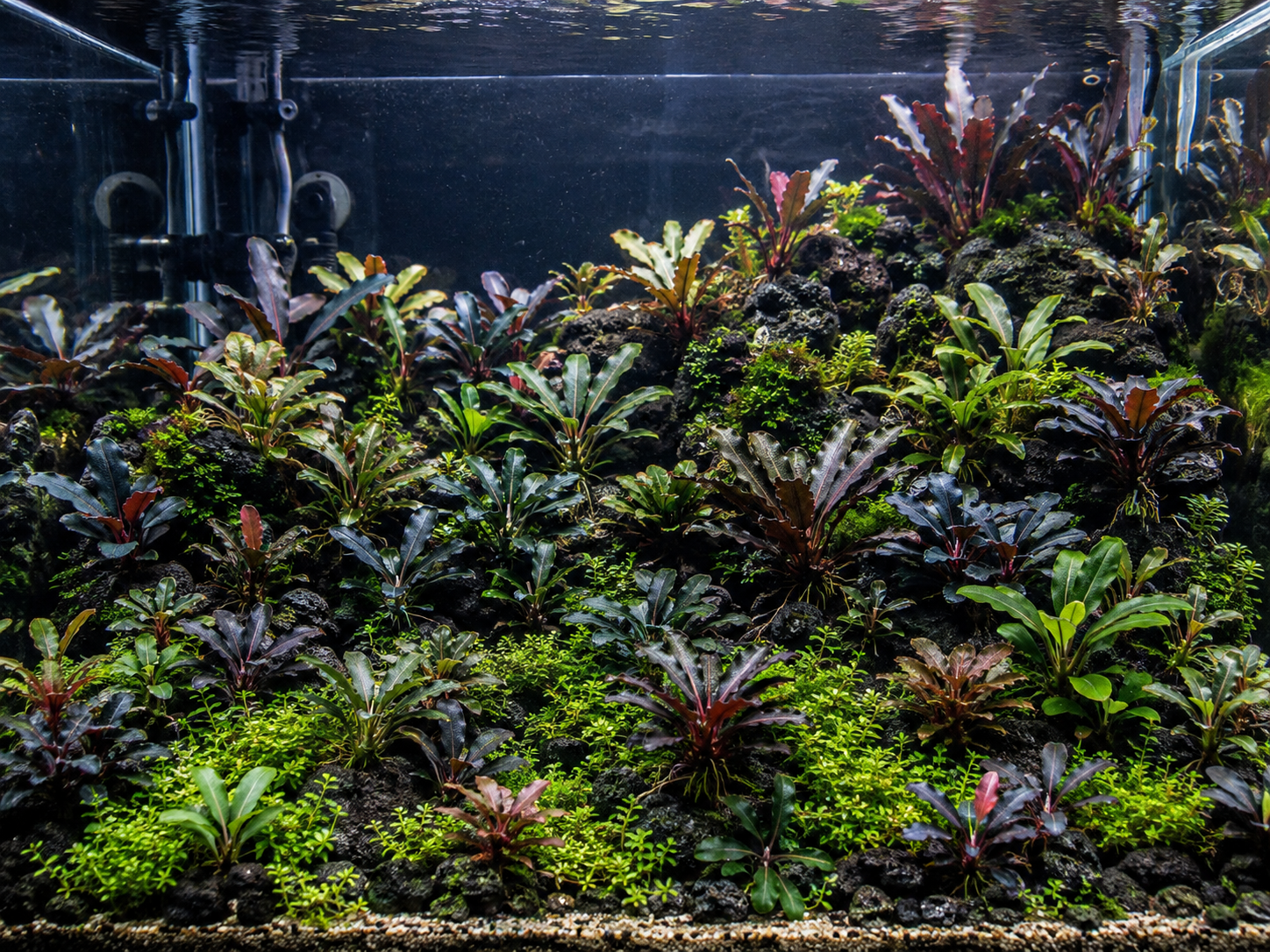The Foreground Encyclopedia - The Complete Guide to Carpeting and Foreground Aquarium Plants (FREE)