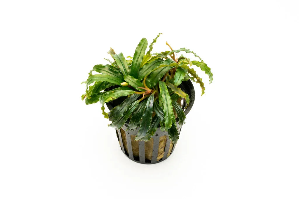 Bucephalandra Red Velvet (Super Rare).