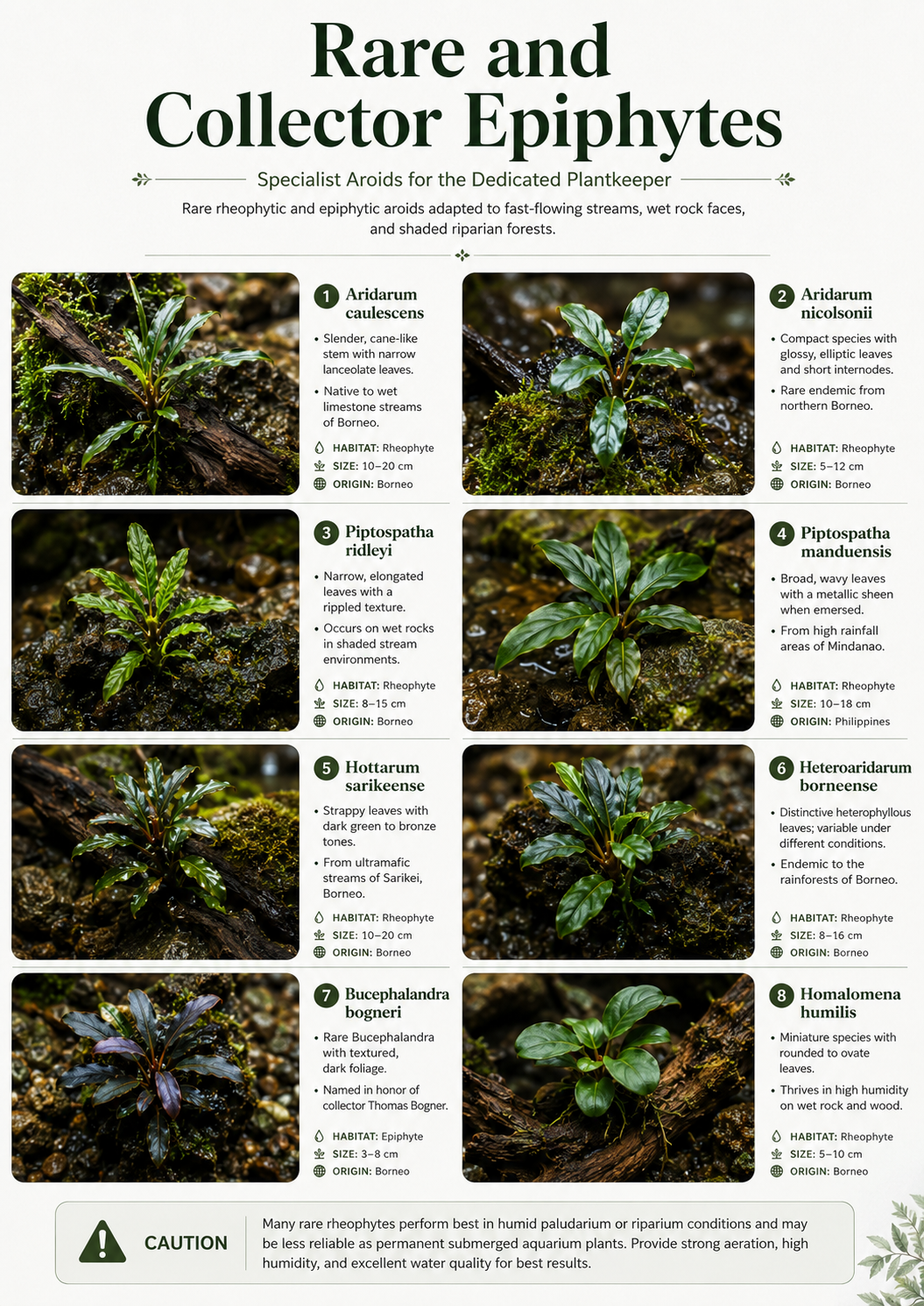 The Epiphyte Aquascaper: A in-depth (FREE) 90-page eBook