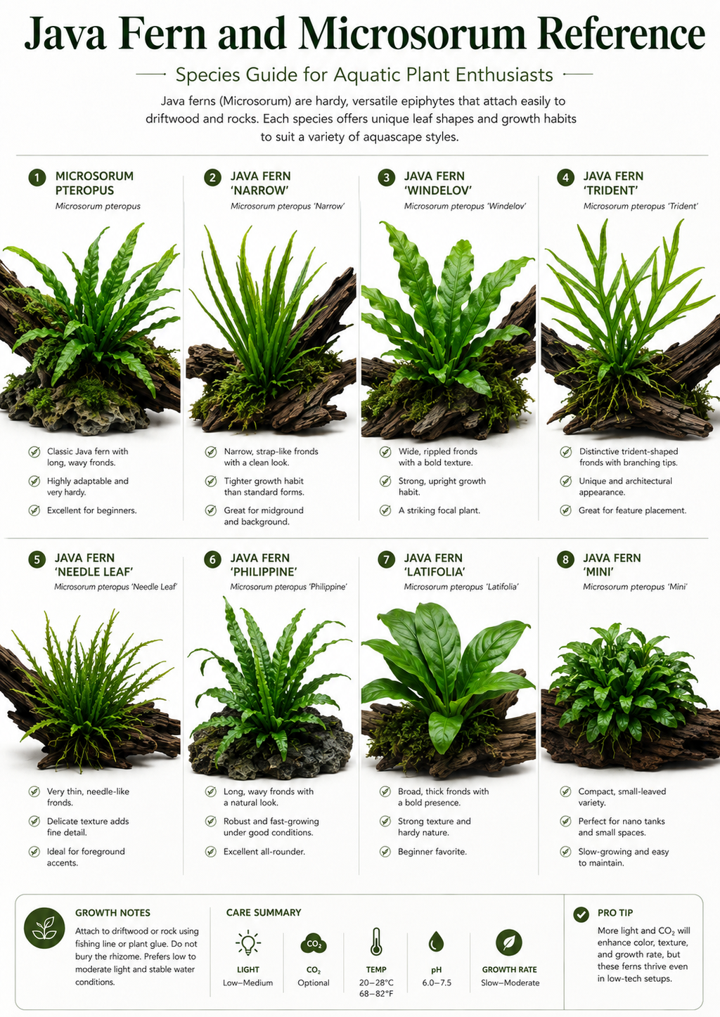 The Epiphyte Aquascaper: A in-depth (FREE) 90-page eBook