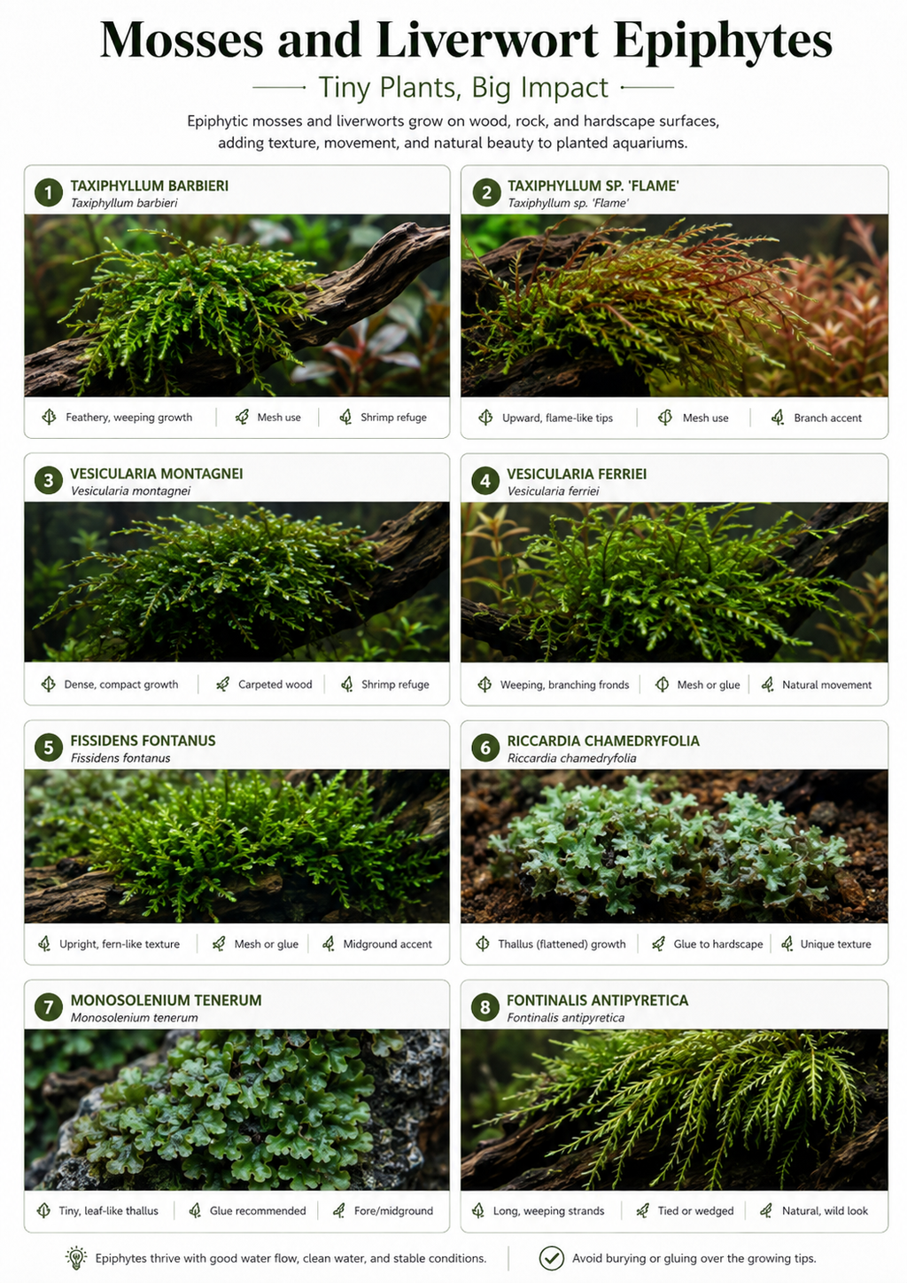 The Epiphyte Aquascaper: A in-depth (FREE) 90-page eBook
