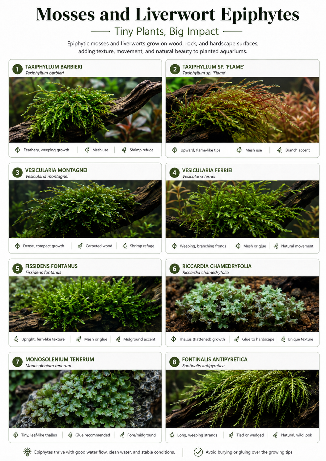 The Epiphyte Aquascaper: A in-depth (FREE) 90-page eBook