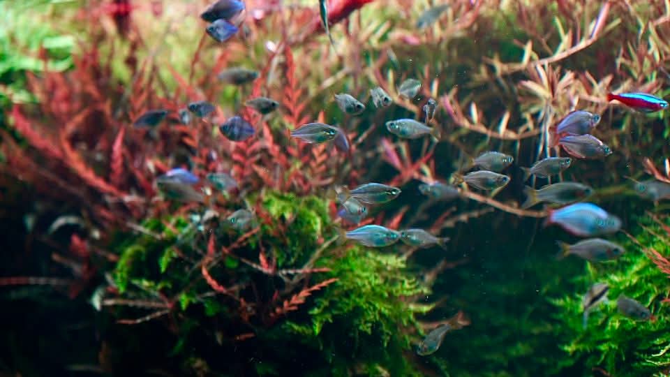 Mixed Stem Plants (5 Pack) (Common → Super Rare)