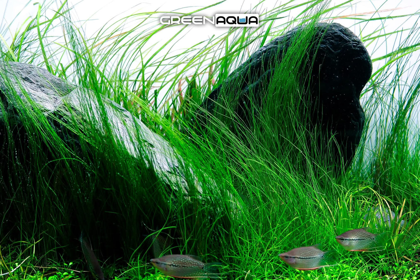 Mastering Algae Control in Aquascaping: Prevent, Fix, and Eliminate Algae for Good