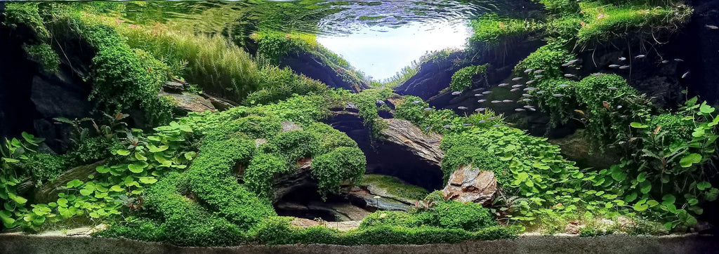 Expert Aquascaping, Terrarium and Paludarium Consulation.