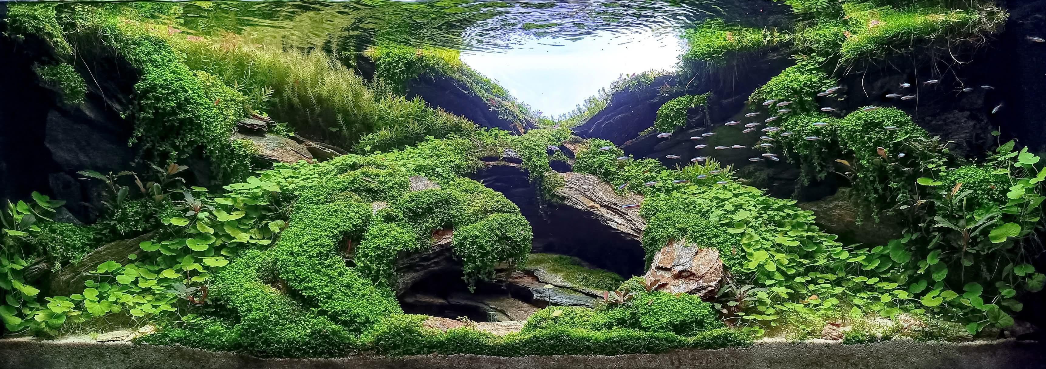 Expert Aquascaping, Terrarium and Paludarium Consulation.