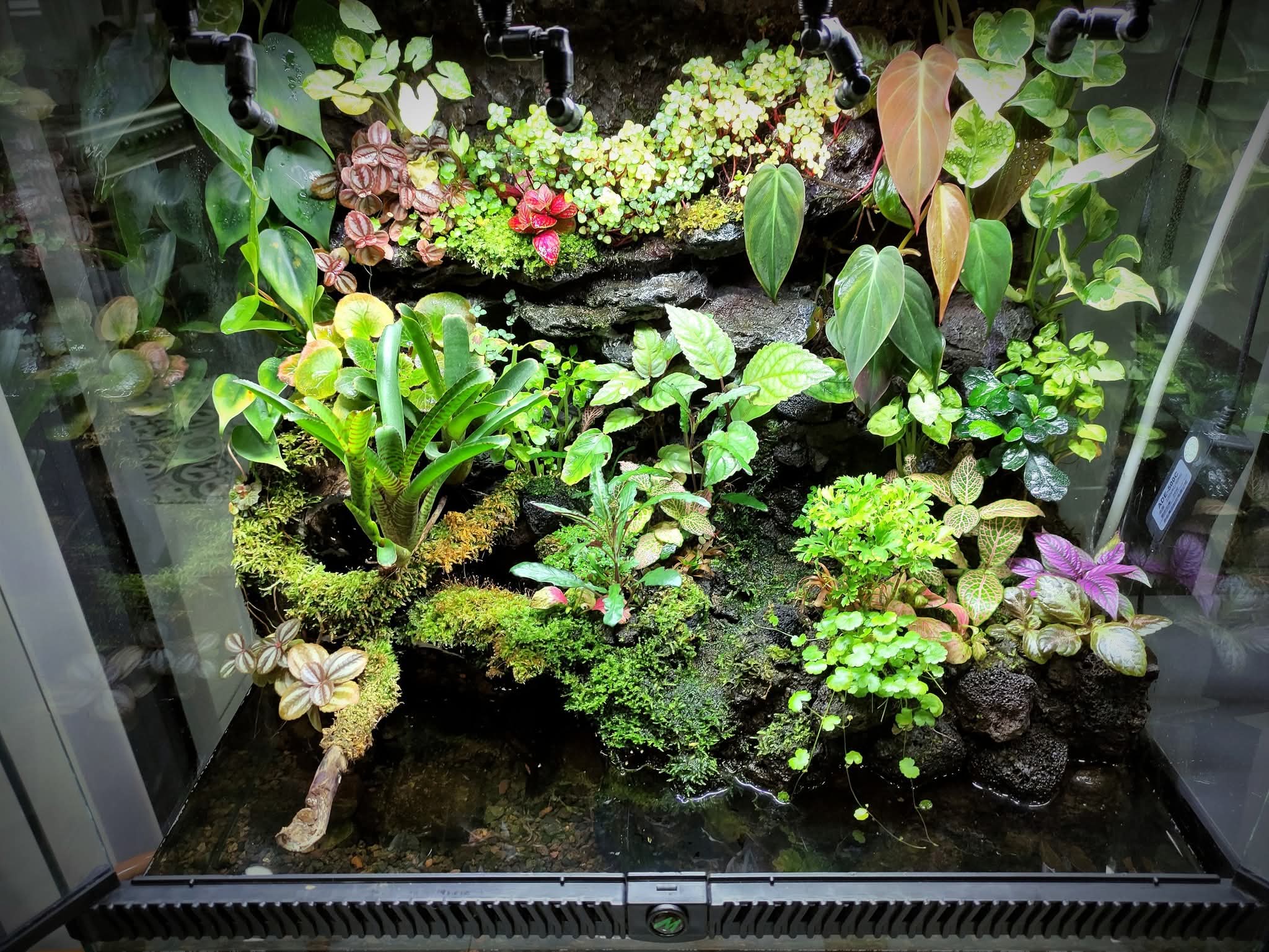 The Nature Gallery Mecca Terrarium Box.
