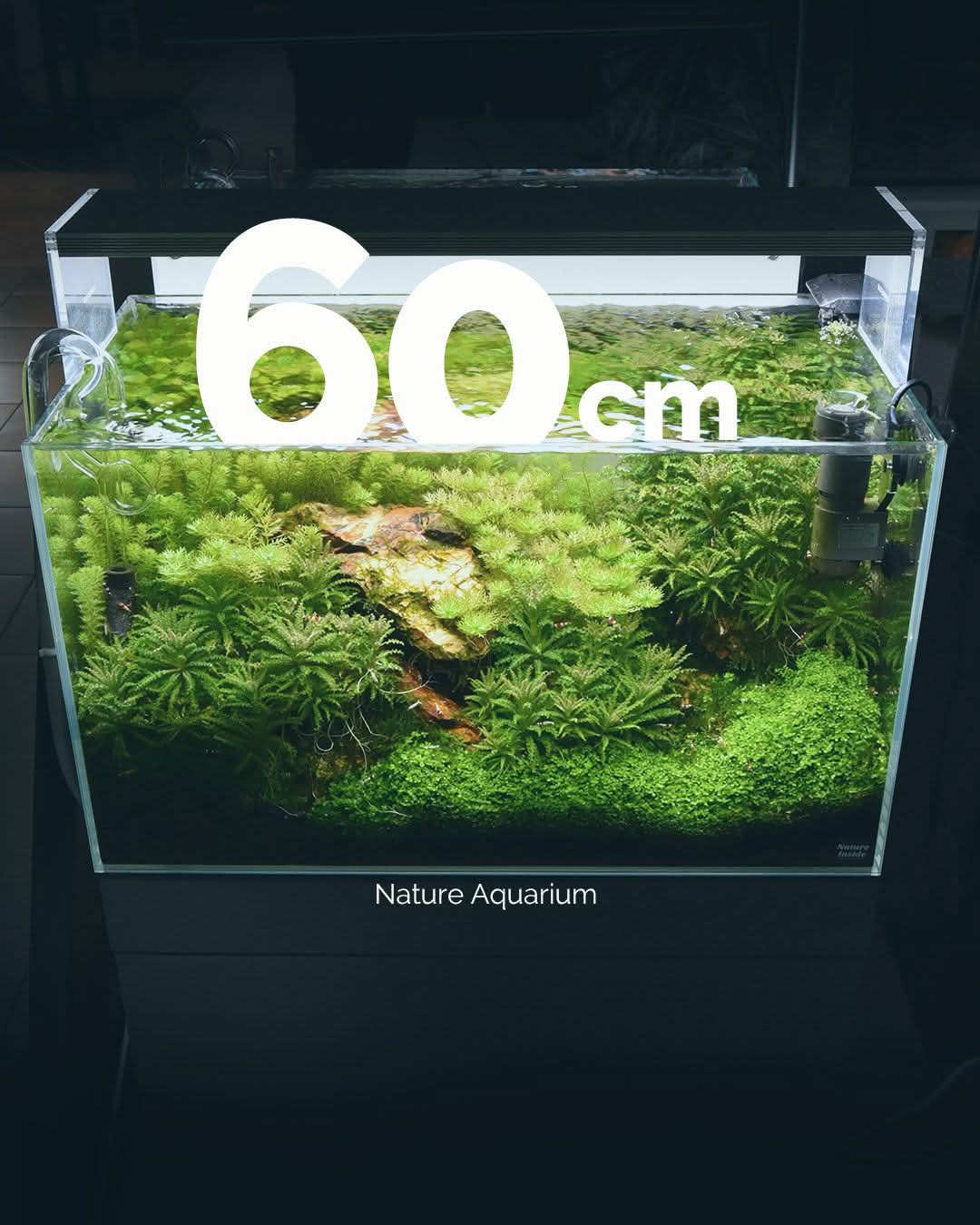 The Aquascaper's Compass: From First Tank to Thriving Ecosystem!