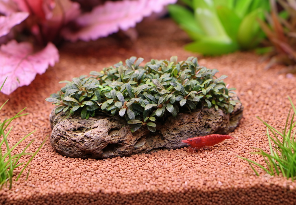 30-Minute Aquascaping/Terrarium/Paludarium Consultation, (Follow-Up or Quick 1:1 Audit).