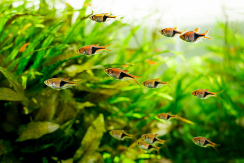 The Filterless Revolution: How Nature Replaced Filters for Good