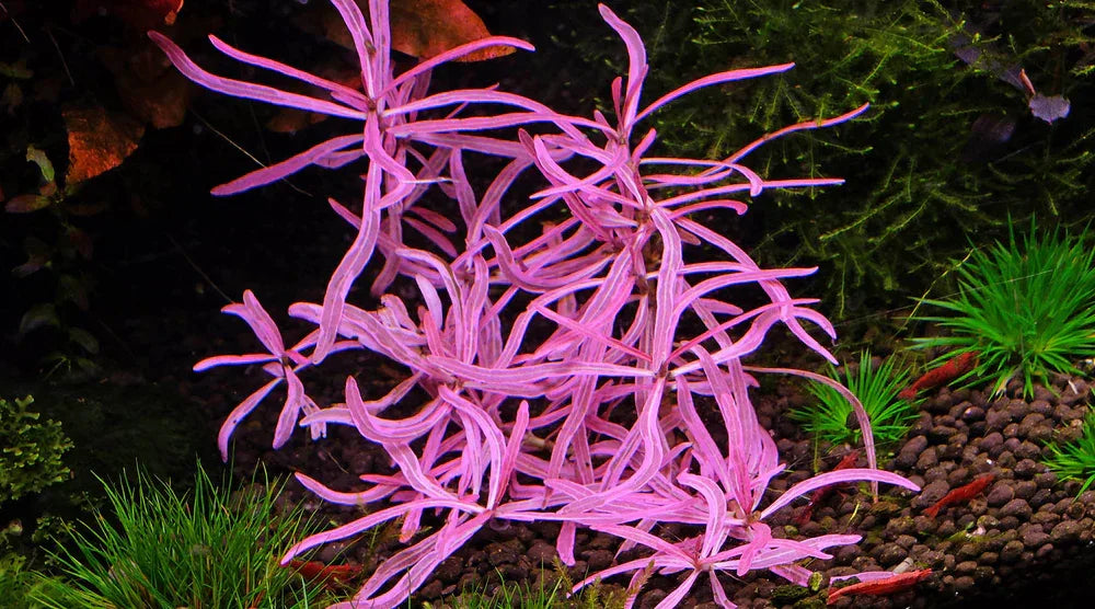 Hygrophila sp. 'Chai'.