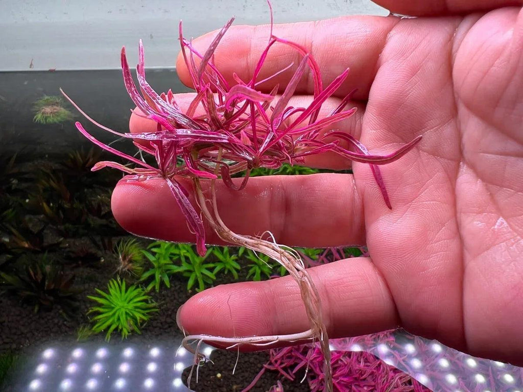 Hygrophila sp. 'Chai'.