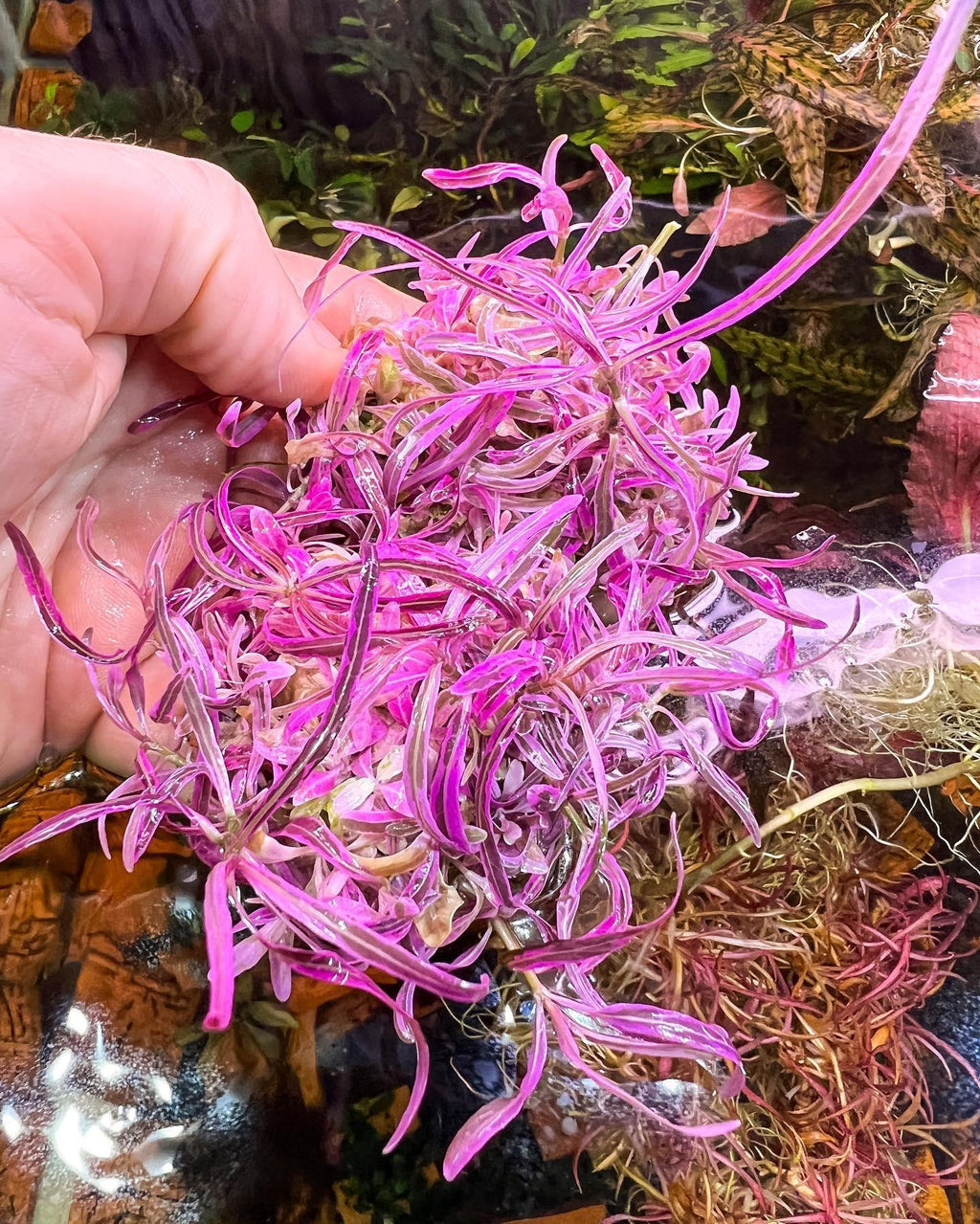 Hygrophila sp. 'Chai'.