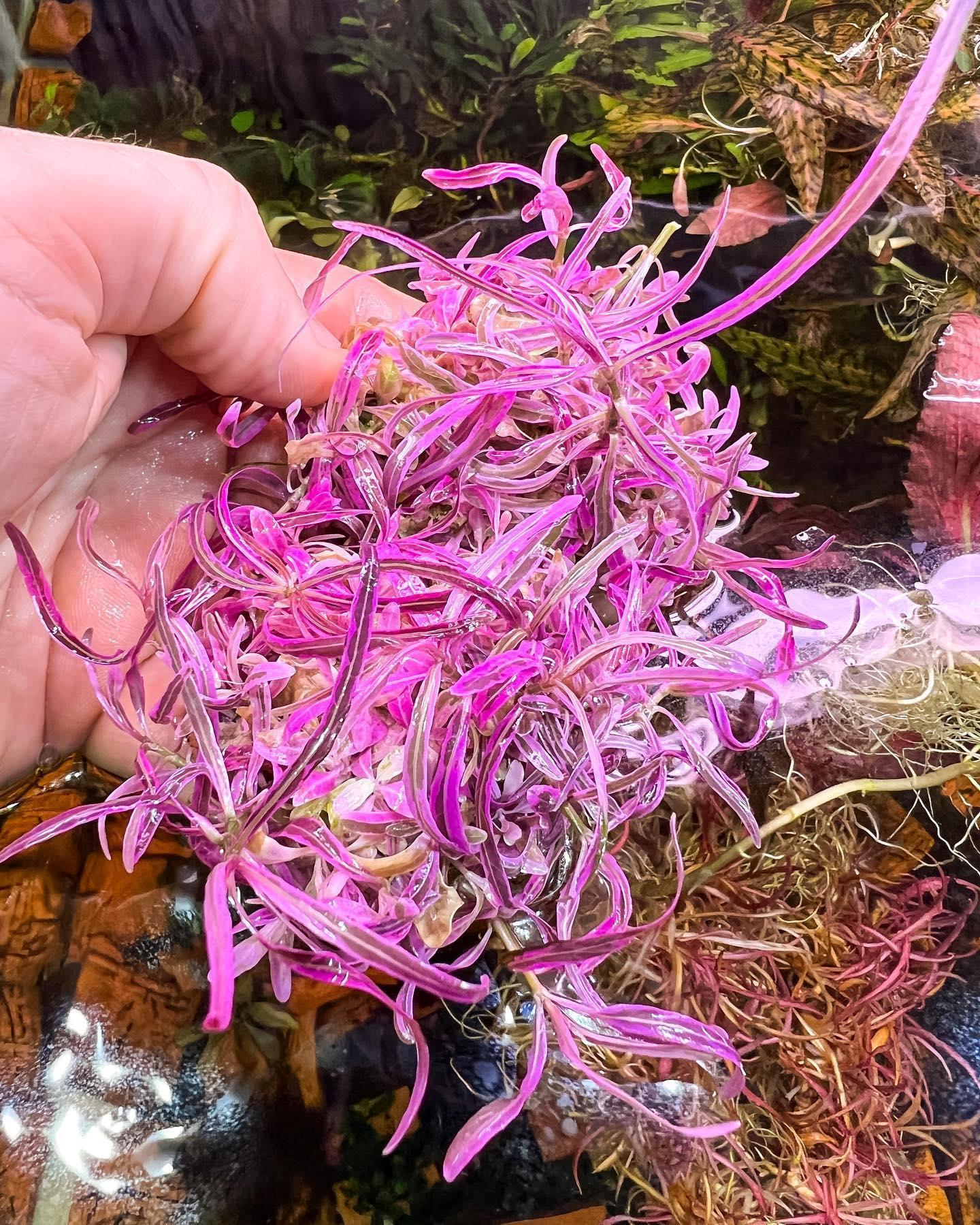 Hygrophila sp. 'Chai'.
