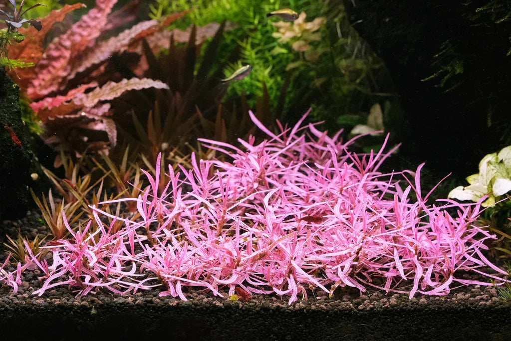 Hygrophila sp. 'Chai'.