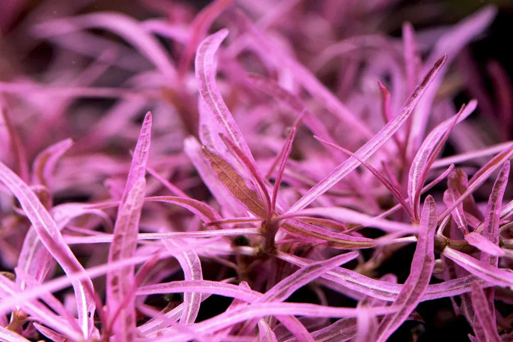 Hygrophila sp. 'Chai'.