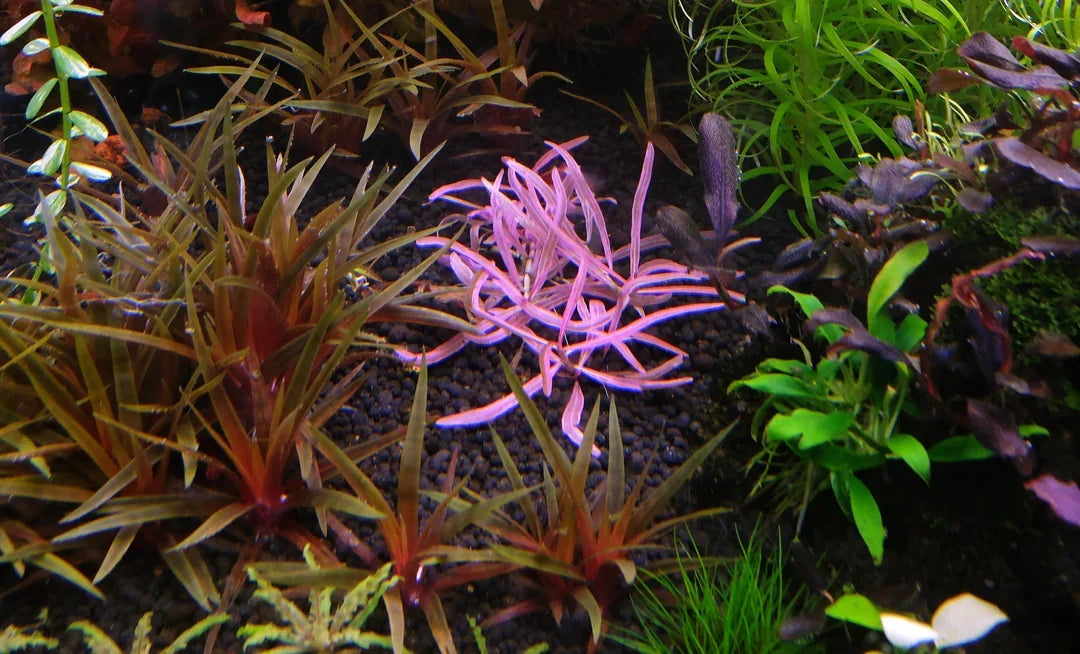Hygrophila sp. 'Chai'.