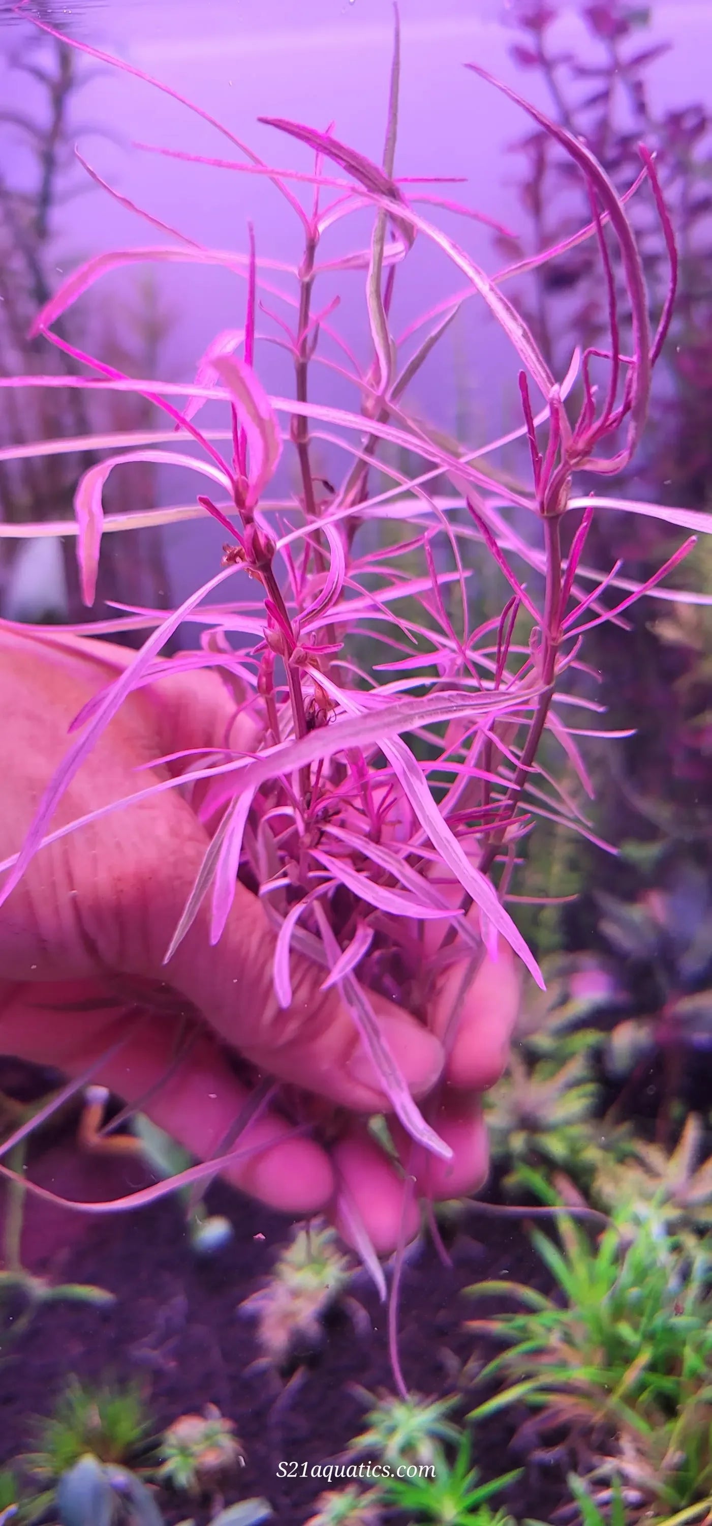 Hygrophila sp. 'Chai'.