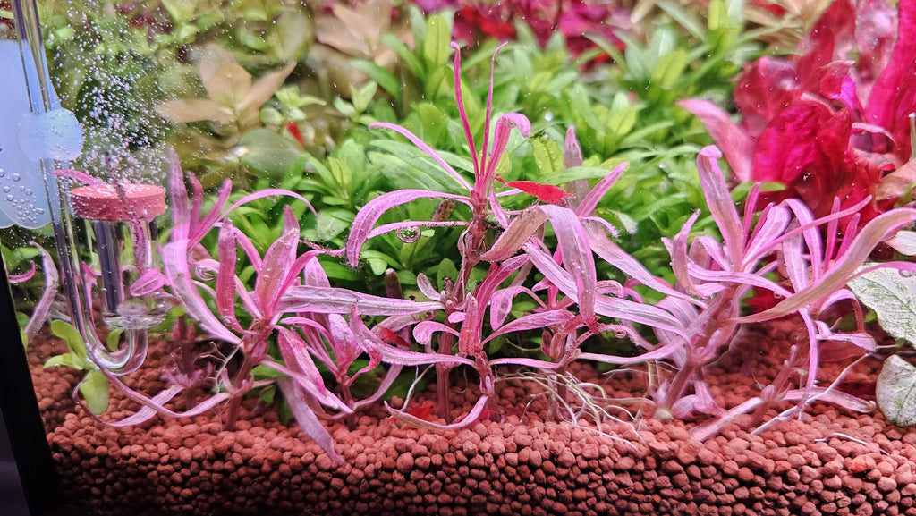 Hygrophila sp. 'Chai'.