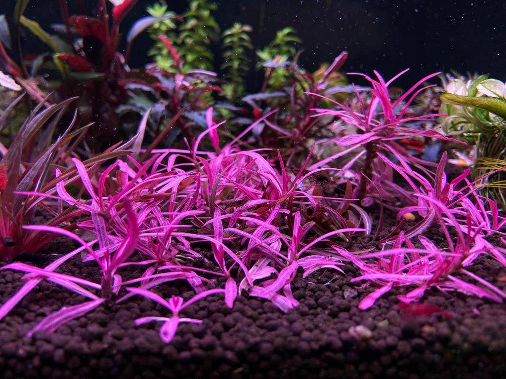 Hygrophila sp. 'Chai'.