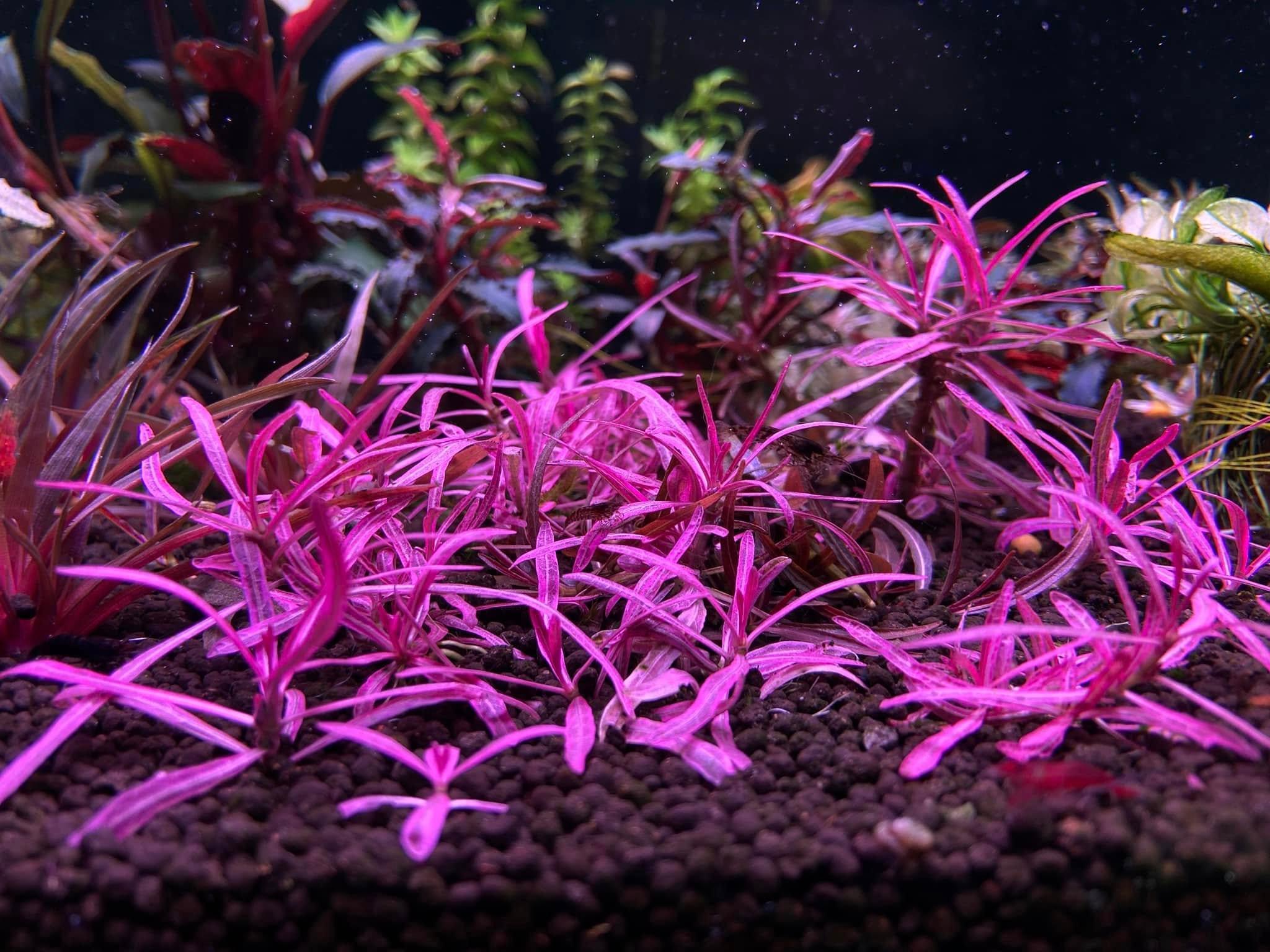 Hygrophila sp. 'Chai'.