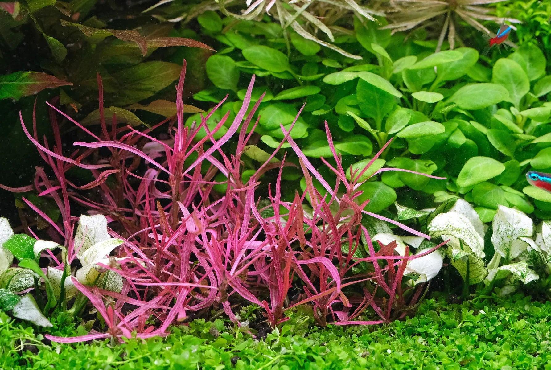 Hygrophila sp. 'Chai'.