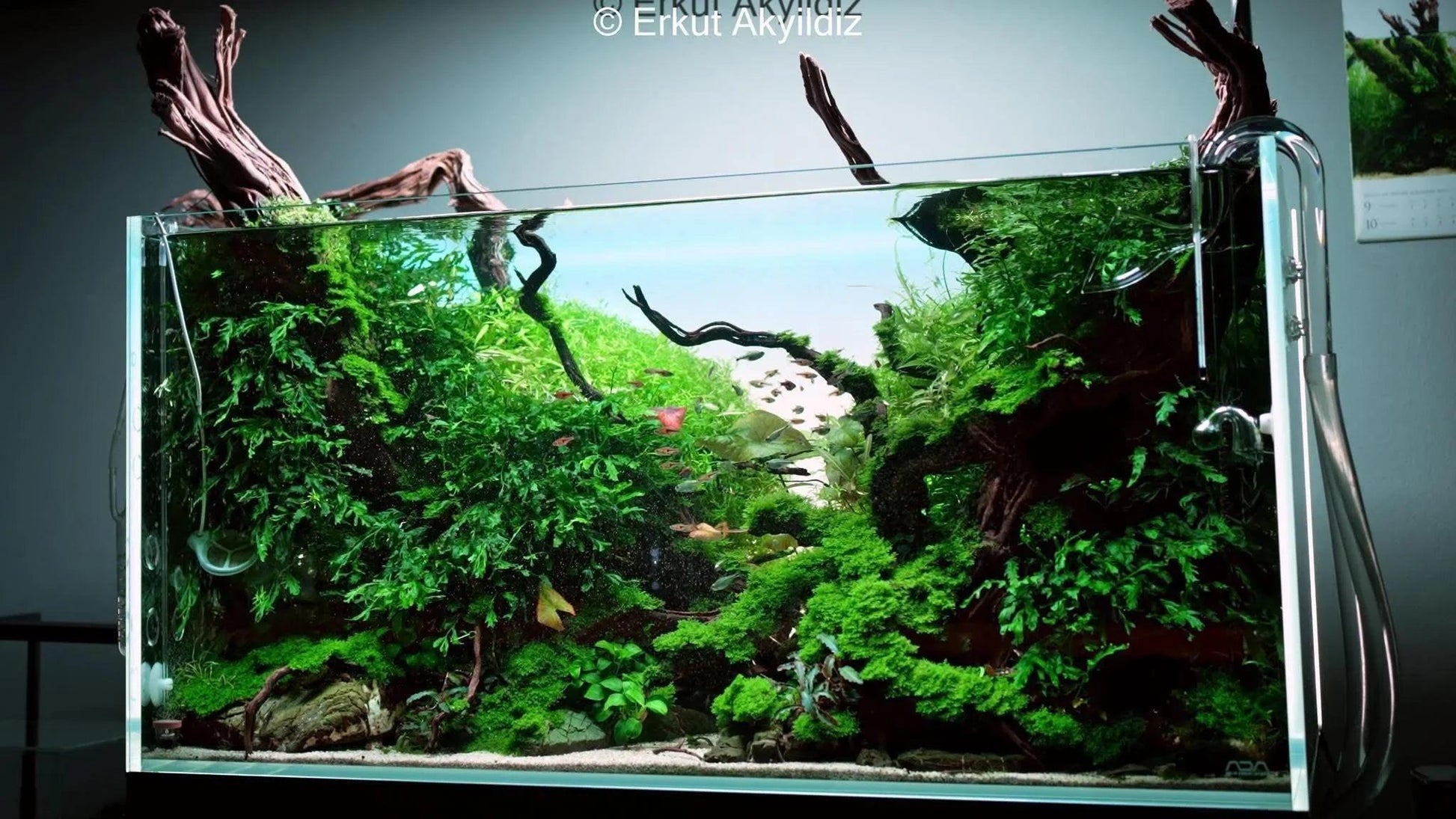 DEDICATED DIAMOND 💎 - 1:1 Mentorship, (Learn 15 years worth of knowledge, in months not years!).