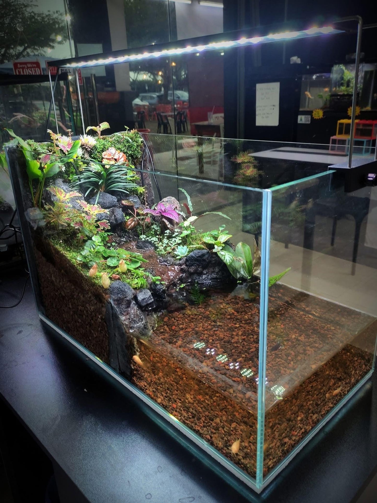 Expert Aquascaping, Terrarium and Paludarium Consulation.