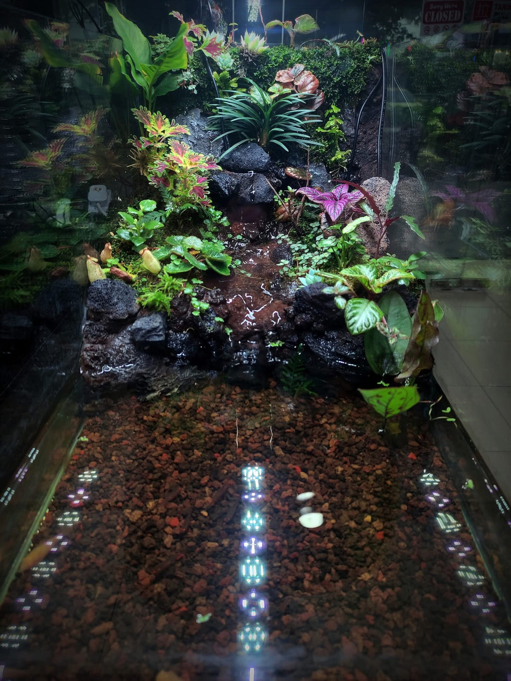 The Nature Gallery Mecca Terrarium Box.