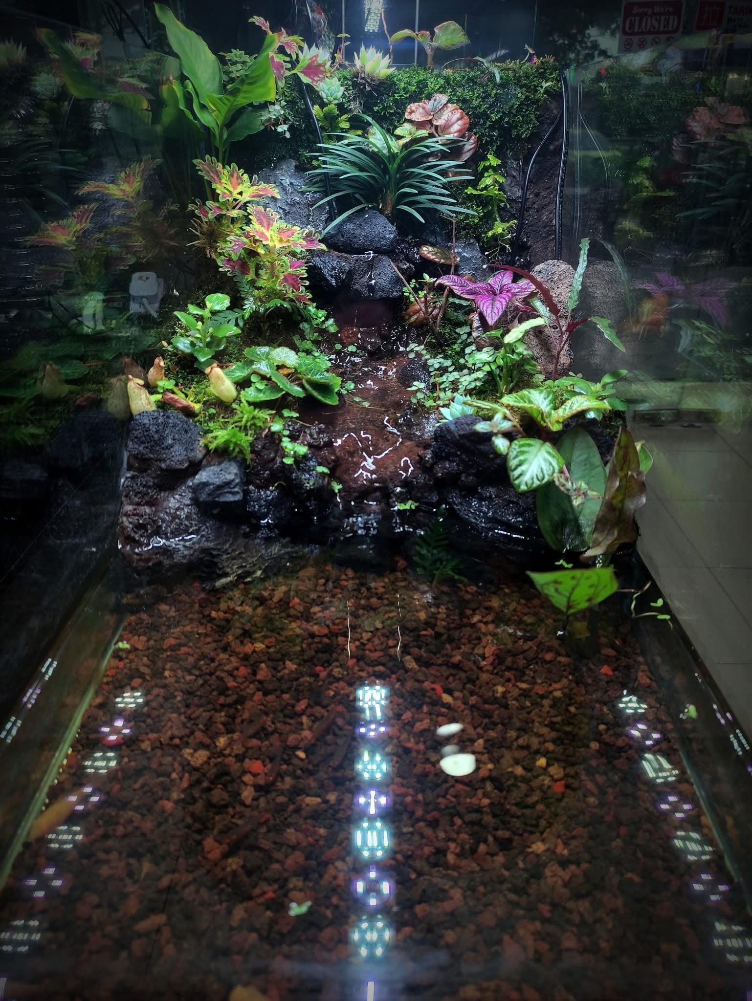 The Nature Gallery Mecca Terrarium Box.