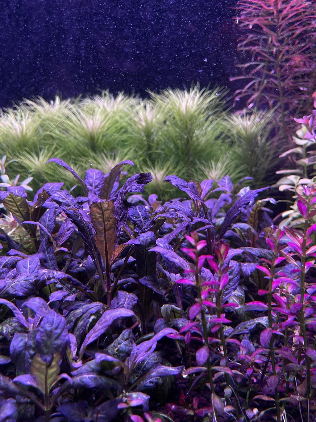 Mixed Stem Plants (5 Pack) (Common → Super Rare)