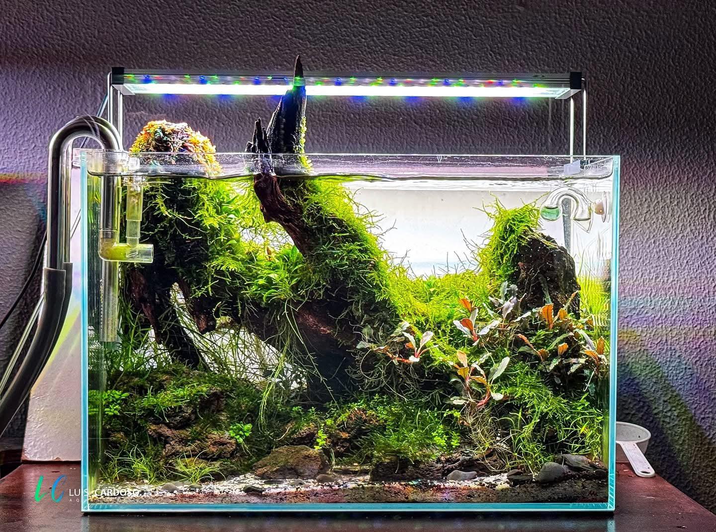 The Filterless Revolution: How Nature Replaced Filters for Good