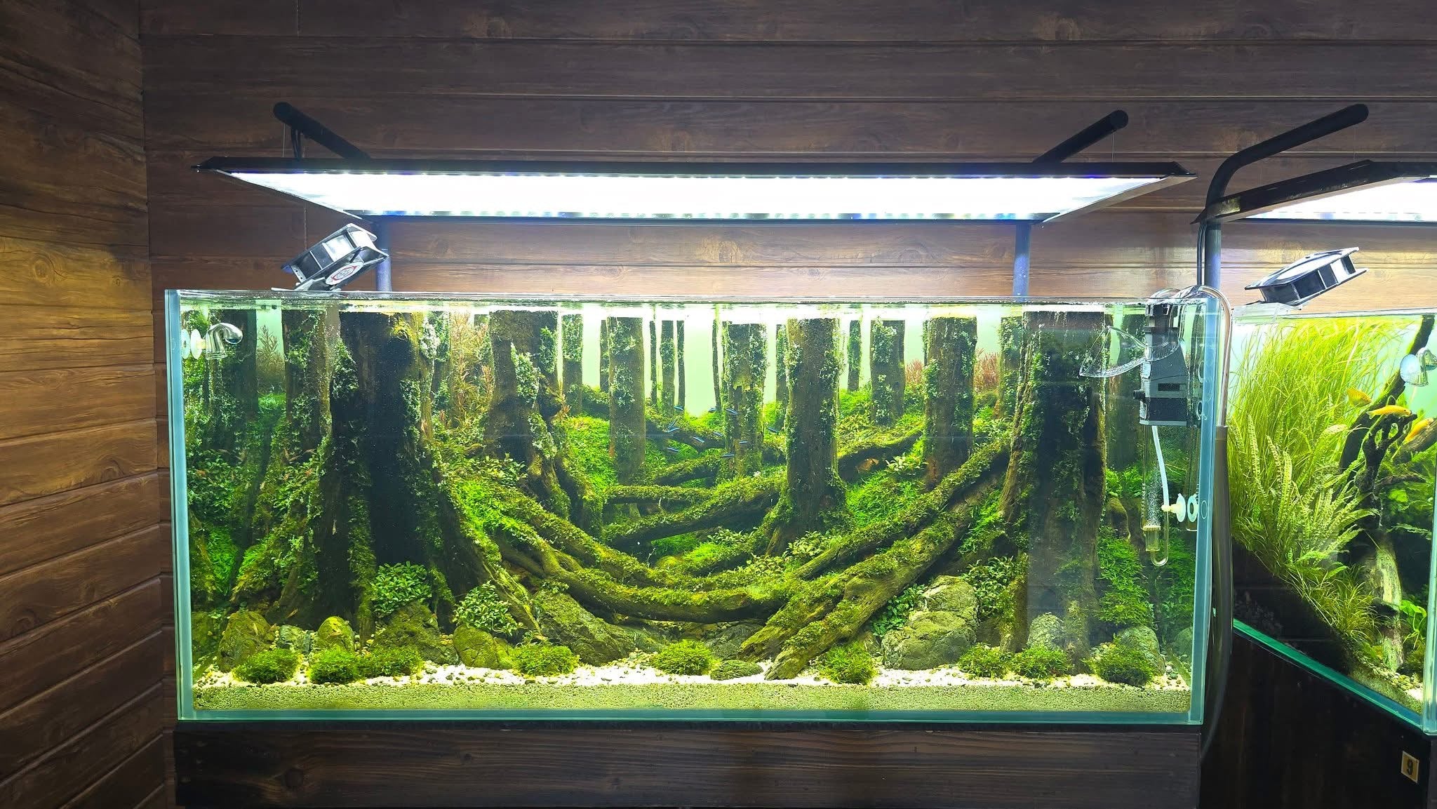 The Filterless Revolution: How Nature Replaced Filters for Good
