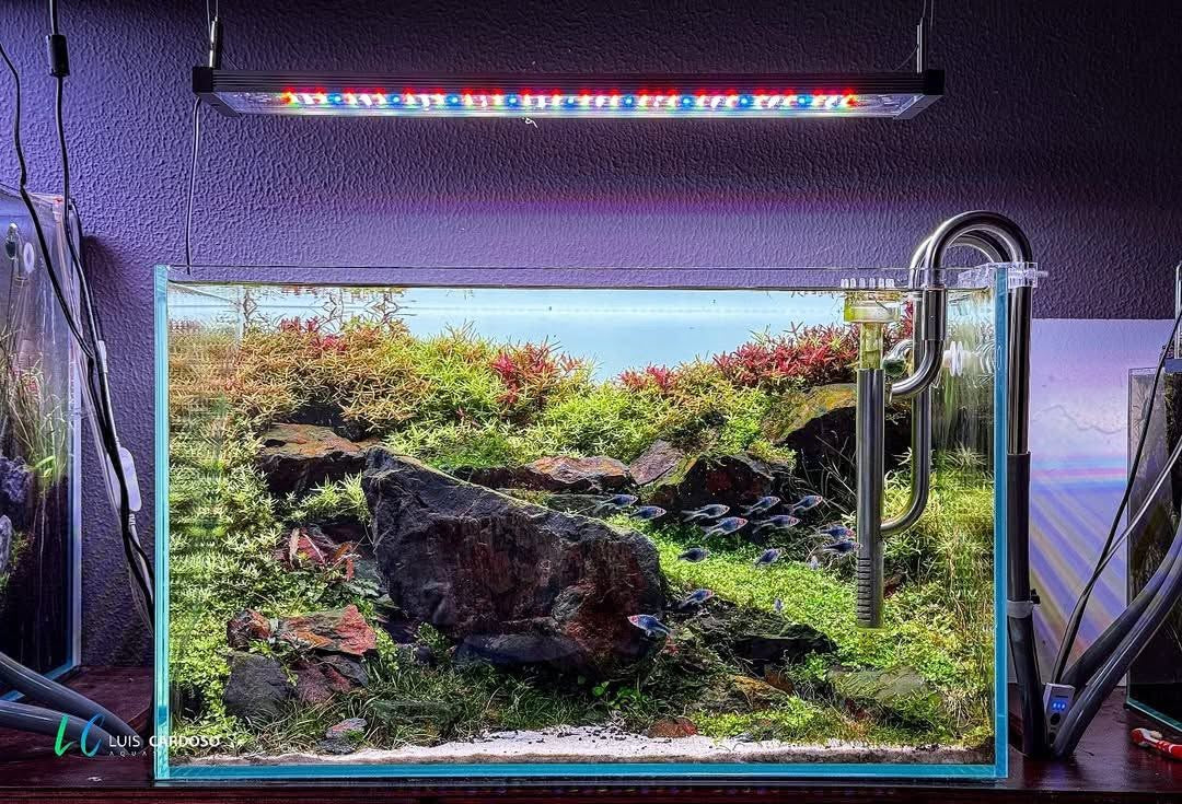 The Aquascaper's Compass: From First Tank to Thriving Ecosystem!