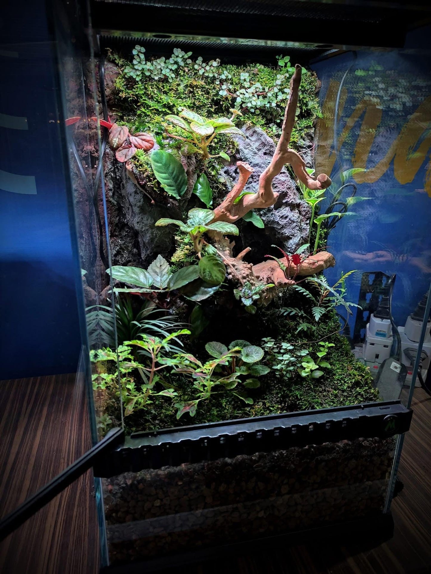 Expert Aquascaping, Terrarium and Paludarium Consulation.