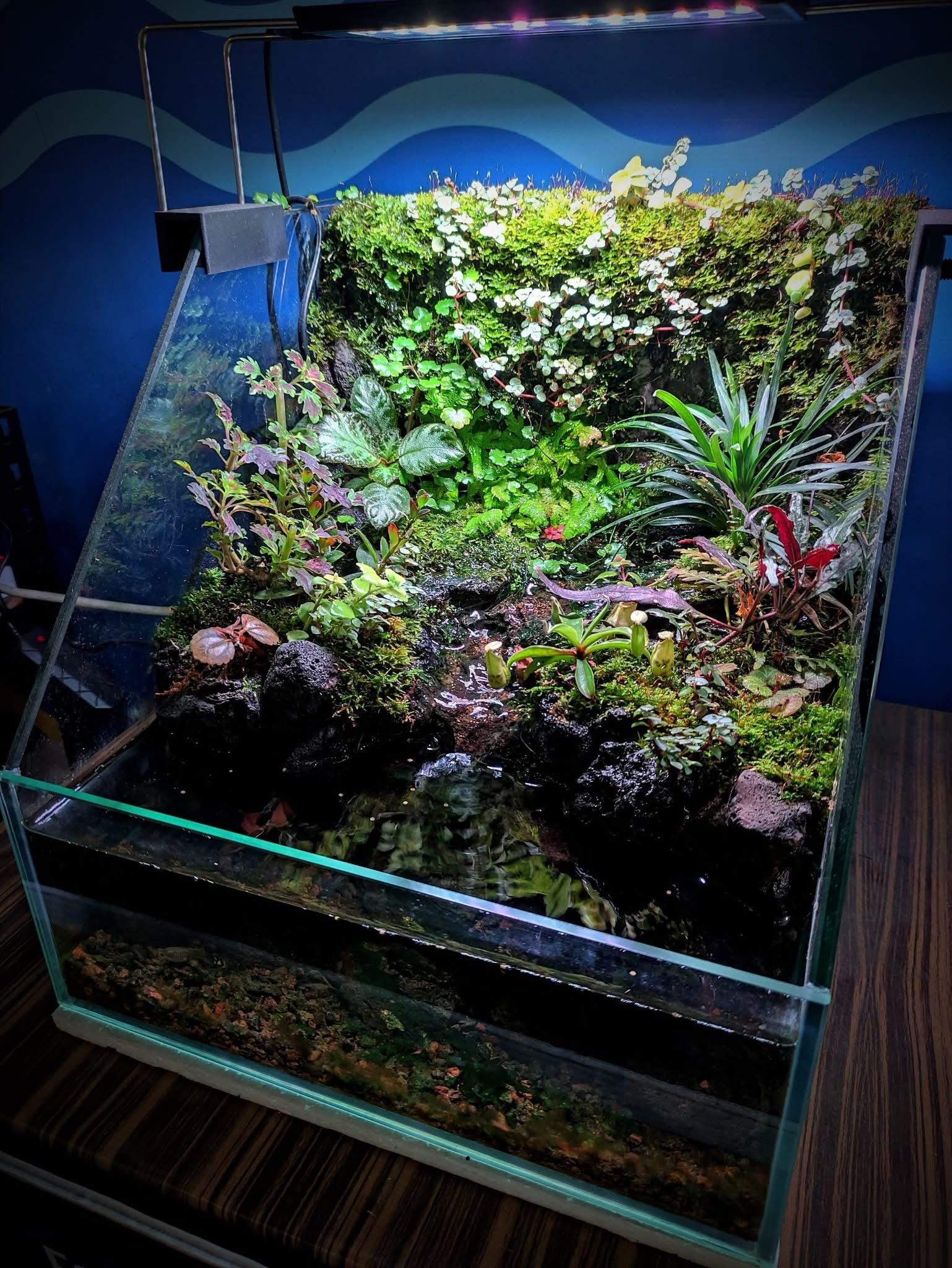 Expert Aquascaping, Terrarium and Paludarium Consulation.