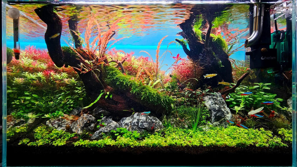 Expert Aquascaping, Terrarium and Paludarium Consulation.