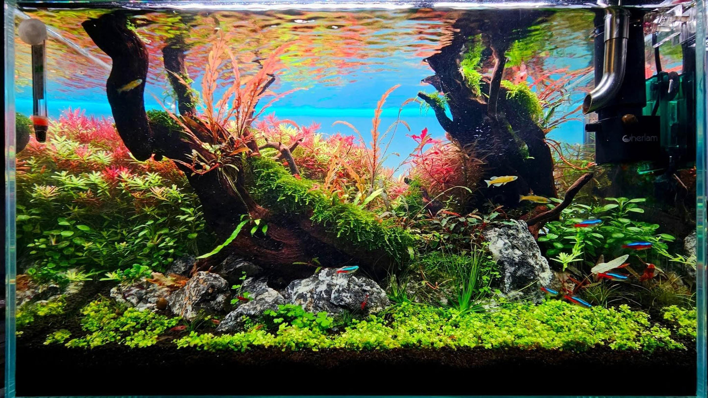 Expert Aquascaping, Terrarium and Paludarium Consulation.