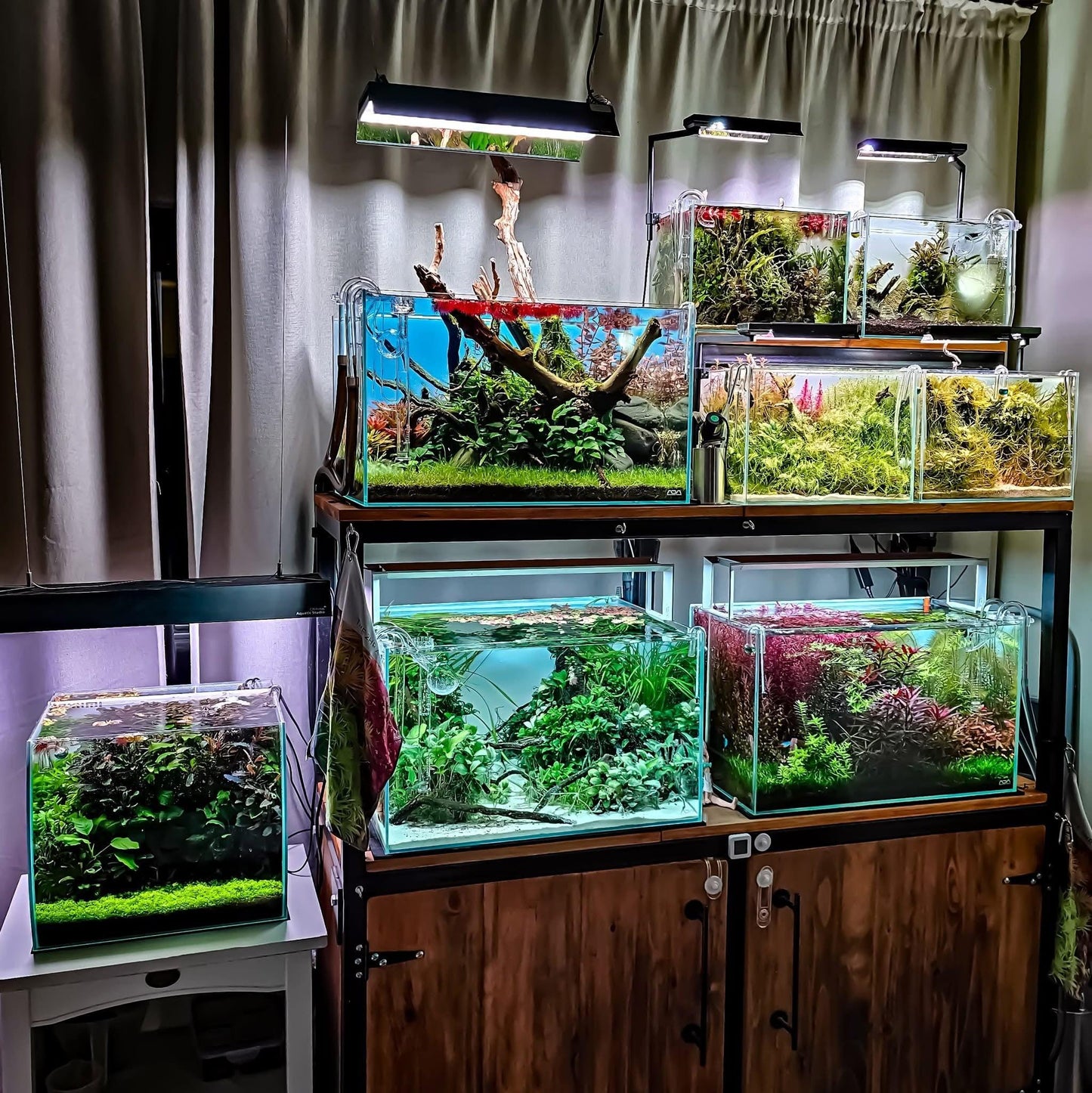 Expert Aquascaping, Terrarium and Paludarium Consulation.