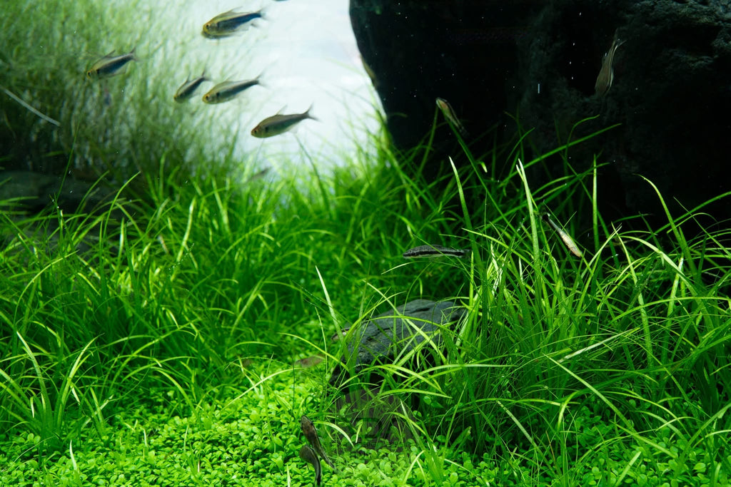 The Filterless Revolution: How Nature Replaced Filters for Good