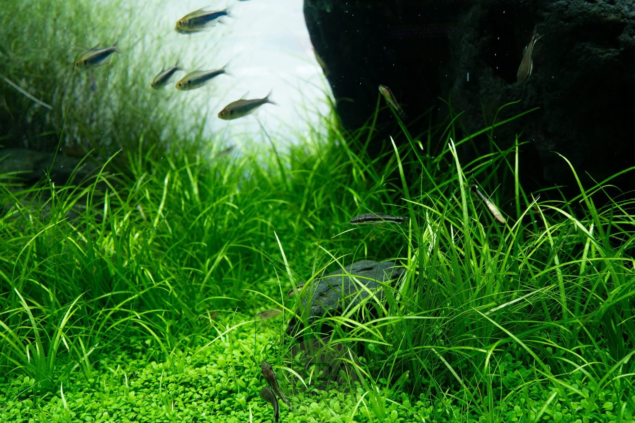 The Filterless Revolution: How Nature Replaced Filters for Good