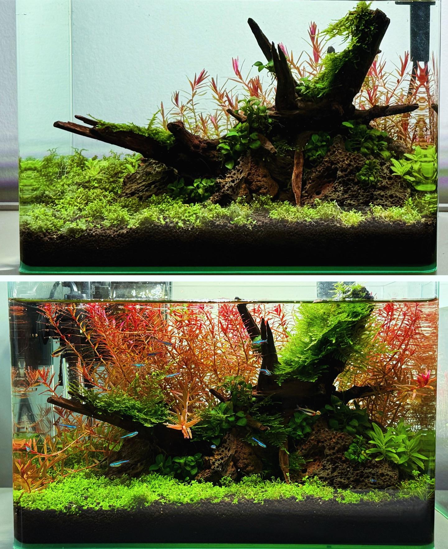 The Filterless Revolution: How Nature Replaced Filters for Good