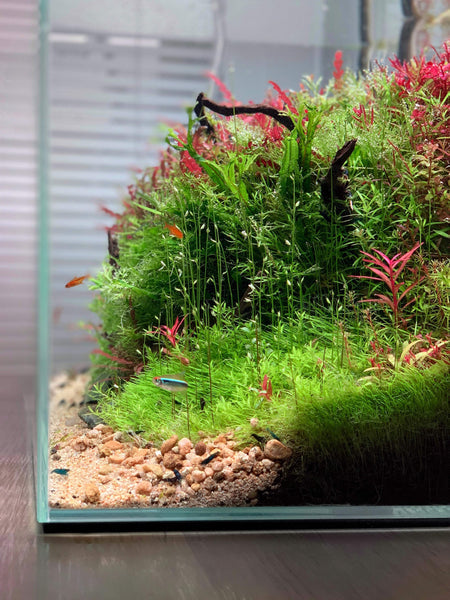The Filterless Revolution: How Nature Replaced Filters for Good