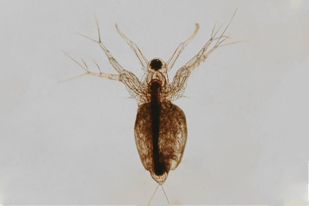 Moina Macropra (Daphnia Magna, Cousin)