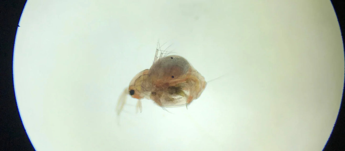 Moina Macropra (Daphnia Magna, Cousin)