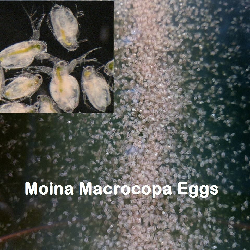 Moina Macropra (Daphnia Magna, Cousin)