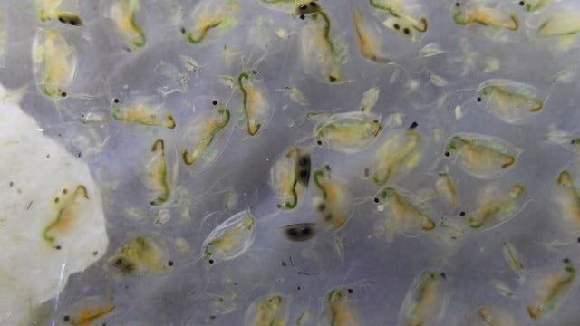 Moina Macropra (Daphnia Magna, Cousin)